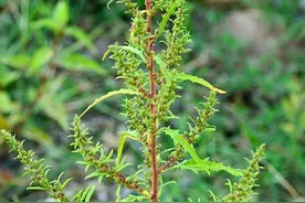 土荆芥是一种什么样的植物？图片