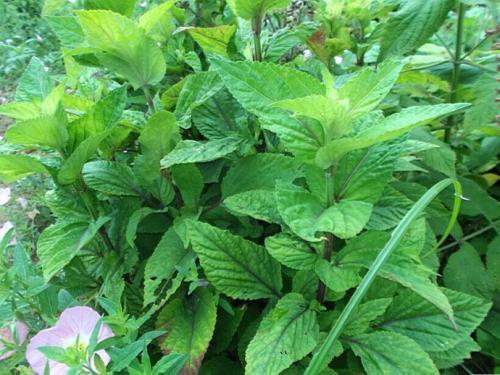 有种作物地，下块茎很像蚕宝宝，在北方栽培居多，你认识吗