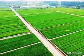 首批，溧水入选江苏特色农产品优势区！40家区级农业龙头企业蓄势待发…图片