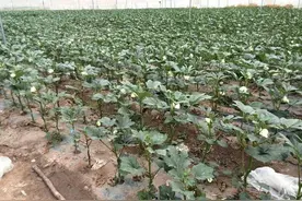 曾风靡市场被炒到40元一斤，如今收购价8毛，消费者：还太贵图片