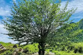 西京大学更名在望，腾飞在即图片