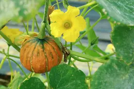 老人喜欢吃的南瓜藤，竟会给身体健康造成威胁，真是这样吗？图片