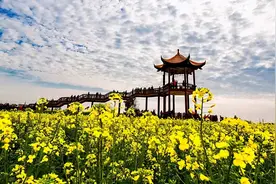 1斤100元！湖北菜籽油“叫板”橄榄油图片