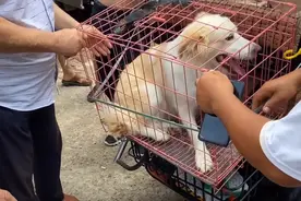 河南：罕见金色边牧直接卖上狗肉车，一天被夹两次的狗狗，直求饶图片