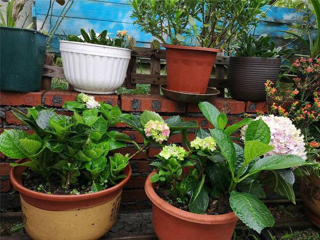 绣球花扦插记住2个原则，半个月就生根，养一盆活一盆