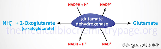 氨基酸的合成与必需氨基酸（一）