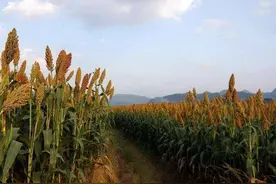 高粱如何才能高产？关键看播种深度，太深太浅都会严重减产图片