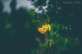 光阴不负——言犹在耳图片