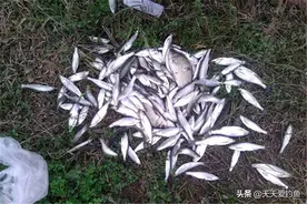 夏季中午无鱼可钓？别忘了还能钓白条，肉多腥味小，比大鱼还好吃图片