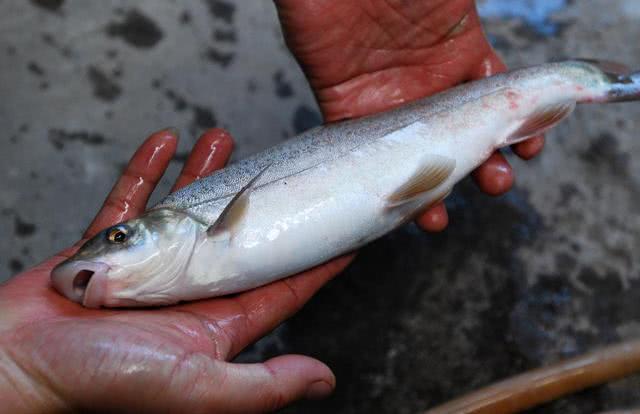 大理洱海鱼跳出水面(云南大理洱海有哪些鱼)-第8张图片