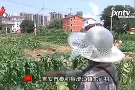 吉安泰和：一块安置地 为何7年没到位？图片