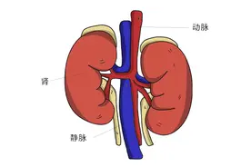 尼泊尔“肾村”，几乎人人卖肾换钱，独肾的后果，其实很严重图片