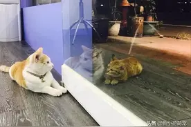猫咪趴在窗前一动不动，网友扭头一看却觉得奇怪：这有反常理吧图片