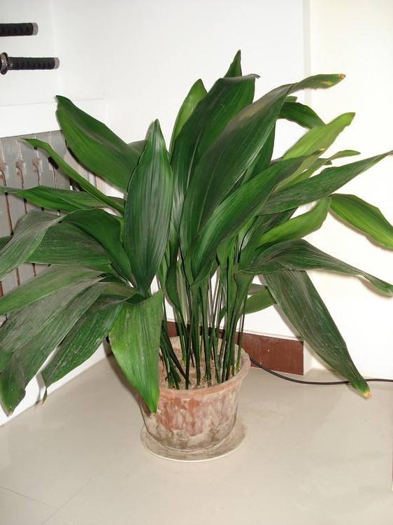 入户玄关放什么植物好(最旺入门玄关植物)-第2张图片