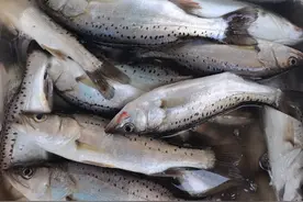 钓海鲈鱼用这饵料，一个饵料中一条鱼，一个小时十条渔获图片