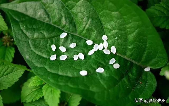 中国顶级大米排行榜！快看看有没有你家乡的