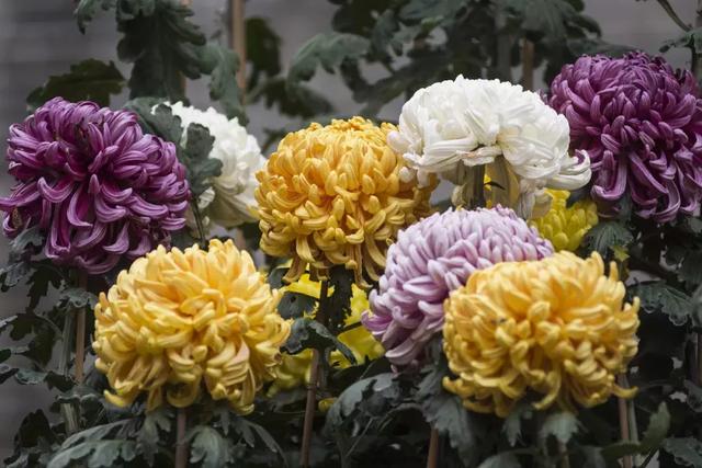 迎春看花,这些寓意你可能并不知道