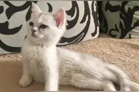最正经的猫咪，干最性感的事图片