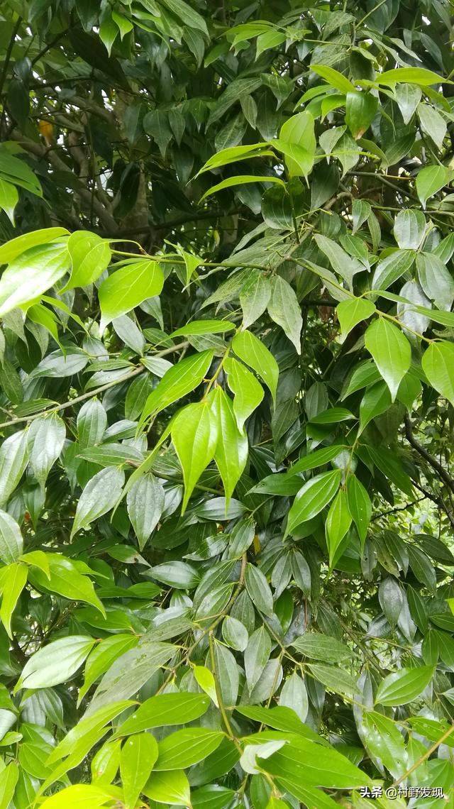 这么大一棵鱼香叶树,全部摘下来卖钱我就发财了.