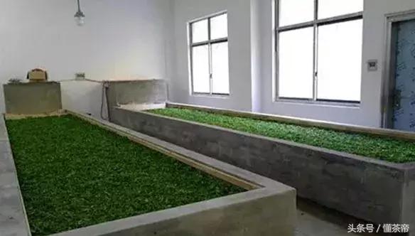 白茶的“灵魂”是什么？它主宰白茶的品质