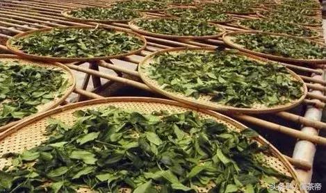 白茶的“灵魂”是什么？它主宰白茶的品质