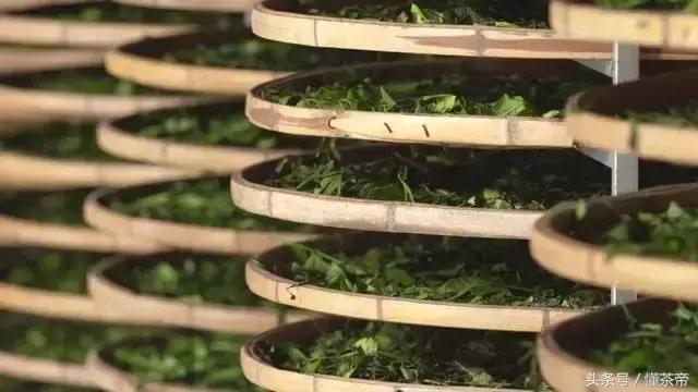 白茶的“灵魂”是什么？它主宰白茶的品质