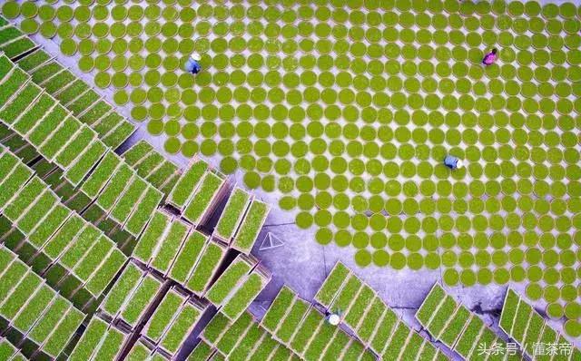 白茶的“灵魂”是什么？它主宰白茶的品质