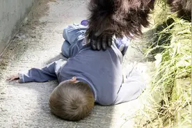 铁证如山！大猩猩救人真实事件 “众生皆有灵性”，火遍全球！视频封面