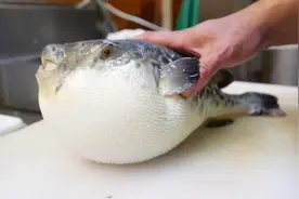 看厨师是怎么处理河豚的，河豚捞出来时直接气炸，最后做成生鱼片视频封面