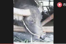 爆笑广西老表，农村七婶搞笑连续剧，这牛成精了会说英文视频封面