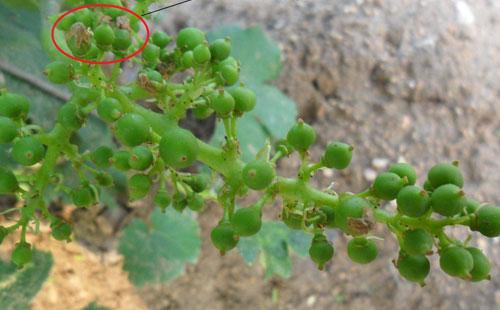 用这12种葡萄灰霉病保护性、治疗性杀菌剂,药到病除!