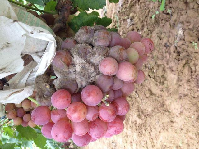 用这12种葡萄灰霉病保护性、治疗性杀菌剂,药到病除!
