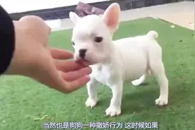 狗狗爱你8个表现，铲屎官你体验过几个？坐主人身上还能睡着视频封面