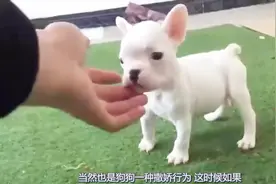 狗狗爱你8个表现，铲屎官你体验过几个？坐主人身上还能睡着视频封面
