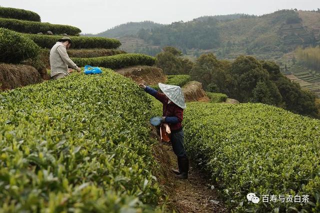 茶叶中的芳香物质，一万字详细讲解，带您走进茶香世界