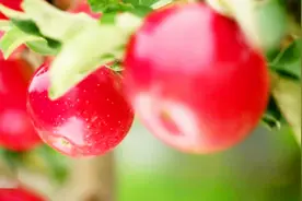 农村种植苹果新途径，新型农业更红更甜生活更好视频封面