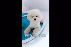主人在狗狗前面夸自己 狗狗反应要不要这么大