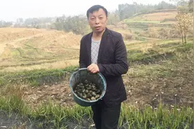 农人博哥：博哥去池塘捞田螺，超大的田螺你见过吗？视频封面