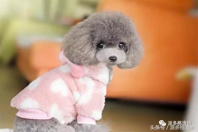 狗狗毛发褪色怎么回事？如何解决？