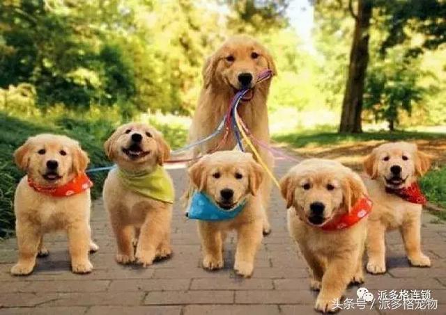 狗狗毛发褪色怎么回事？如何解决？