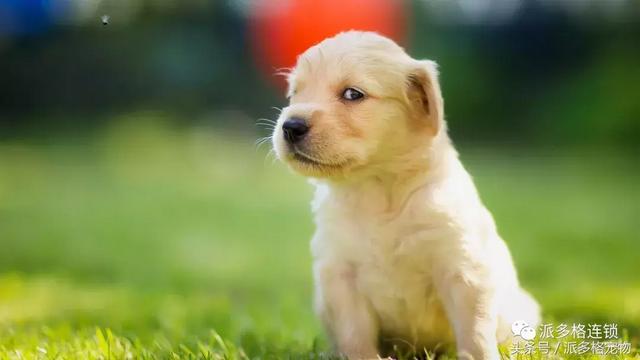 狗狗毛发褪色怎么回事？如何解决？