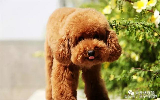 狗狗毛发褪色怎么回事？如何解决？