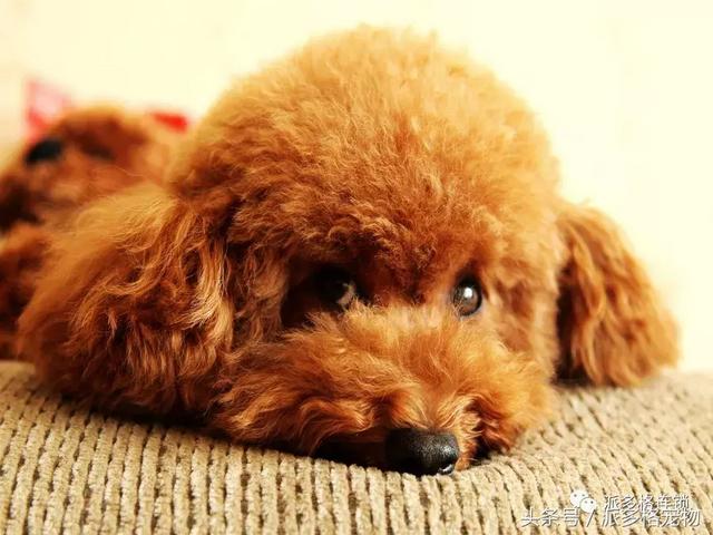 狗狗毛发褪色怎么回事？如何解决？