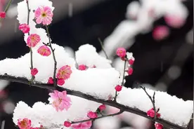 太极养生音乐加长版  梅花欢喜漫天雪视频封面