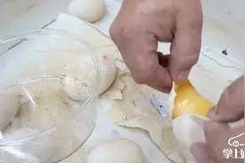 每一批蛇蛋里都会有一部分没能孵化，看看里面是什么样视频封面