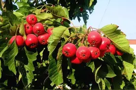 【辛集本土广播剧】谁伤害了山楂树图片