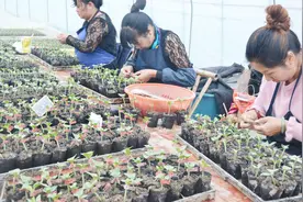 一把尿素竟然有这么大的用处，农民直呼太实用了，再忙也要看完视频封面