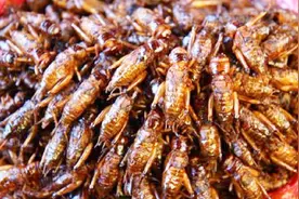 不得不服！这个国家超越中国吃货，真正做到了无所不吃