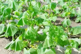 头天用了肥料，后天黄瓜就蔫，这位农民很无奈