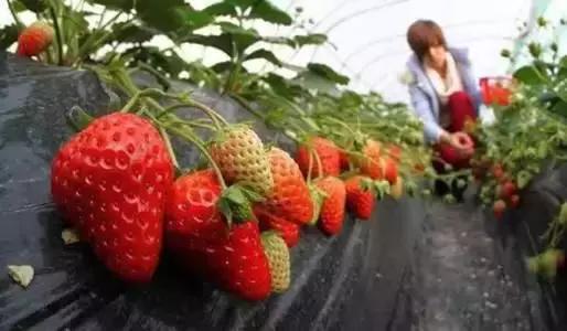 春风盎然，扑鼻草莓香